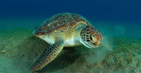 Some Green Sea Turtles Can Now Wave Goodbye To Their Endangered Status
