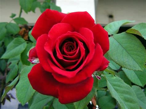 Gambar Gambar Bunga Mawar Merah Paling Indah Informasi Kumpulan