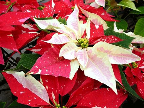 Christmas Poinsettia Wallpapers Wallpaper Cave