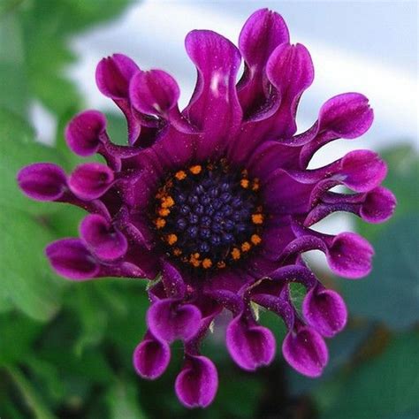 Purple Osteospermum Dark Purple Flowers Daisy Flower Pictures