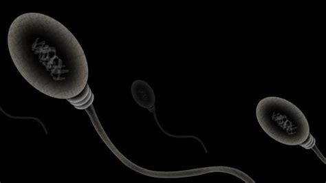 Sperm Count Is Declining In Western Men And Scientists Dont Know Why