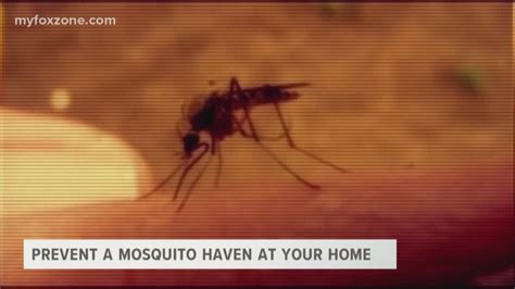 Prevent A Mosquito Haven At Your Home