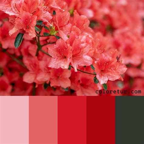 Azalea This Palette Has Bright Pinks And Reds From The Blooms Of An