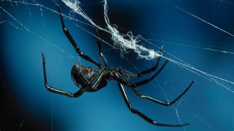 Bbc Earth Male Black Widows Smell Hungry Cannibal Females