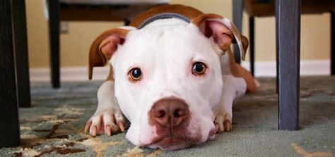 Obedience training, housebreaking, diet & nutrition, grooming How To Stop Your Dog From Eating Poo | Mypetzilla