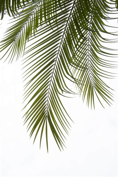 Palm Leaves Foliage Photo Ii Amini54