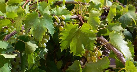 Grape leaves stock photos and images. How to Identify Grapevines by the Leaves | eHow UK