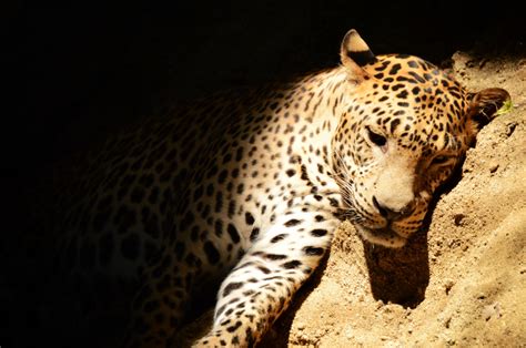 Fotos Gratis Fauna Silvestre Leopardo Bigotes Vertebrado Jaguar