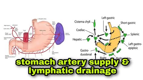 Stomach Artery Supply And Lymphatic Drainage Explained With A Diagram