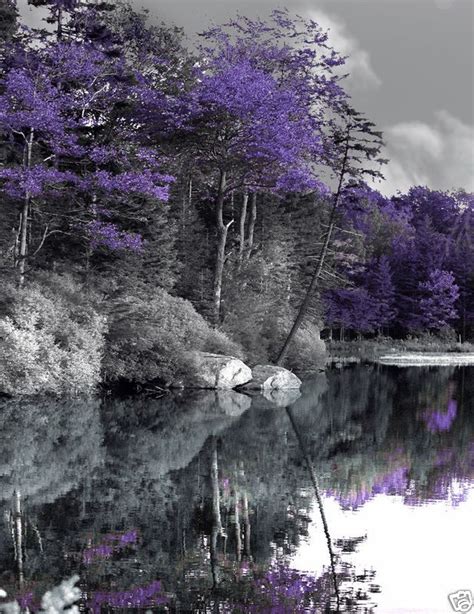 Black And White Purple Trees Lakematted Wall Art Picture Nature