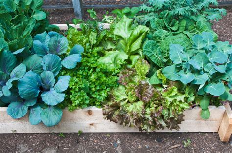 Here, he answers some commonly asked questions. How to Start a No-Dig Vegetable Garden