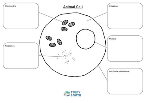Blank Animal Cell Diagram
