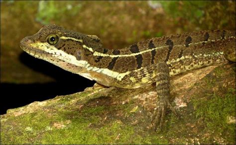Costa Rican Lizards Jonathans Jungle Roadshow