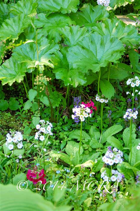 Features small pink to white flowers (to 1/2) in terminal, rounded clusters (corymbs) which appear atop thick hairy stems in early. Basil & I