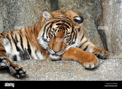 Portrait Of An Indochinese Tiger Panthera Tigris Corbetti Seen Here