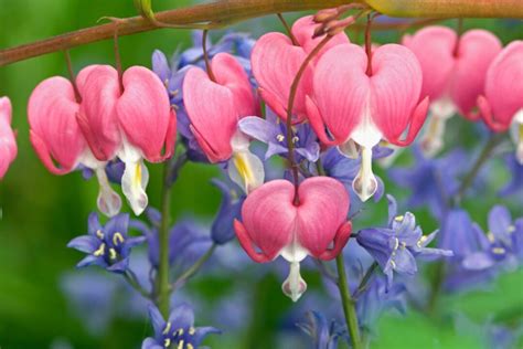 How To Grow Bleeding Hearts In The Garden