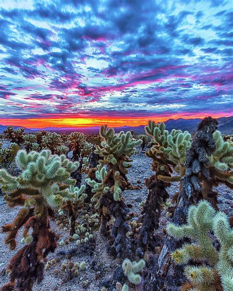 Cholla Cactus Garden Sunrise Photograph By Mike Winer