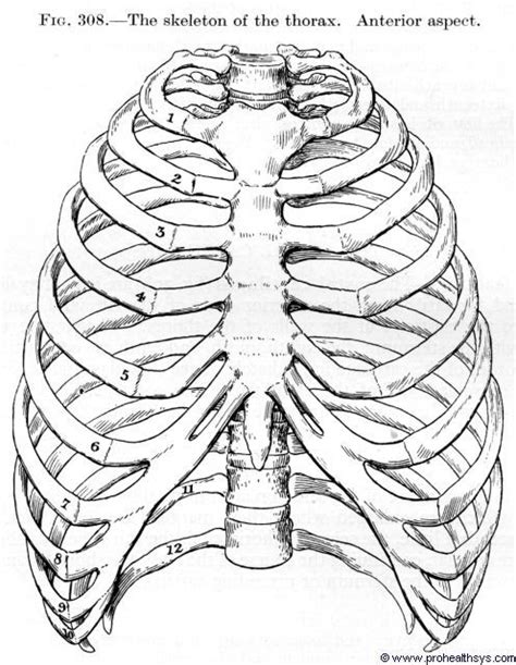 Anatomy Rib Cage Anterior View Diagram Quizlet
