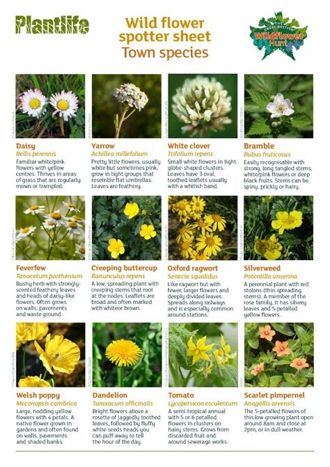 Identification Des Fleurs De Jardin Britanniques Information