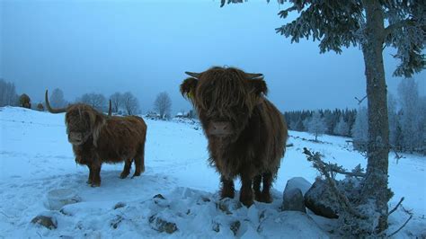Scottish Highland Cattle In Finland Snowy Field And Cows 16th Of