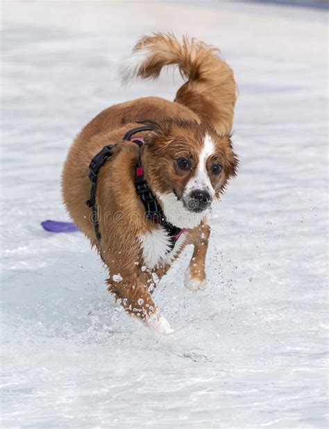 Red And White Dog Playing In A Swimming Pool Stock Image Image Of