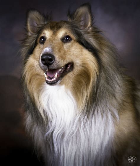 Rough Lassie Collie Rough Collie Dog Laying Down For Por Flickr