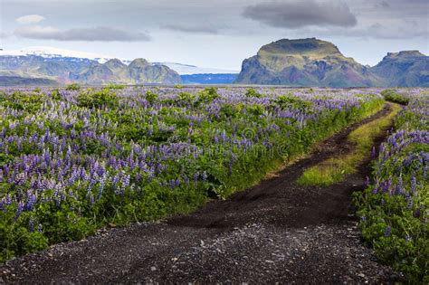 Road Among The Flowers In The Valley Of Icelandic Mountains Stock Image