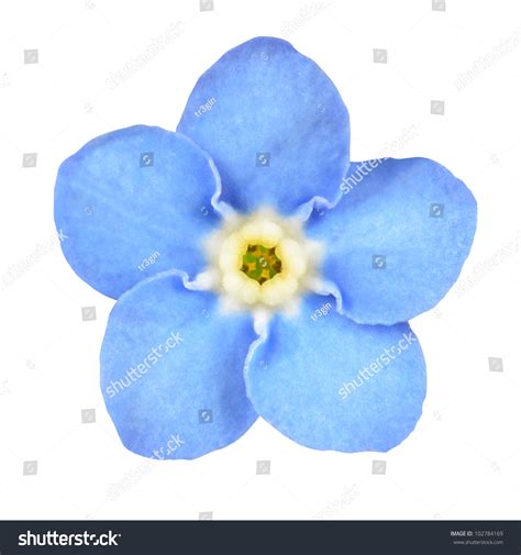 Free Photo Light Blue Flower Bloom Blossom Blue Free Download