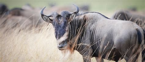 Wildebeest African Wildlife Foundation