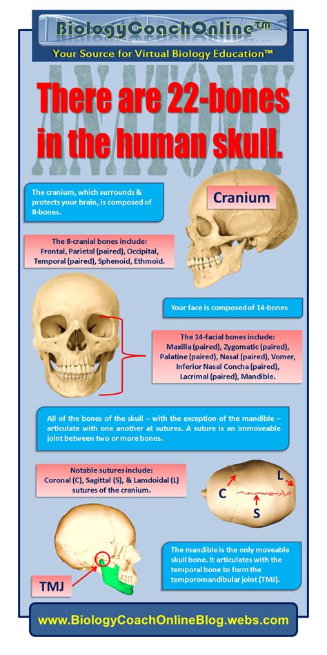 Anatomyfactoid‬ There Are 22 Bones In The Human Skull Your 8 Cranial