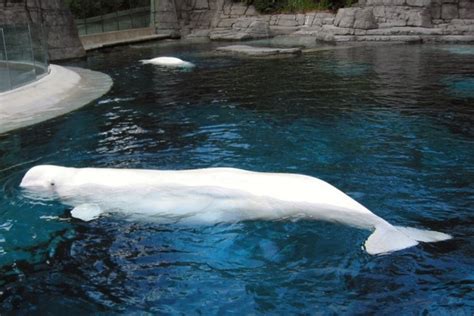 Why Doesnt The Beluga Have A Dorsal Fin Quora