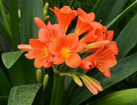 Le bacche rosse o arancioni della pyracantha rimangono sulla pianta dall'estate fino alla primavera successiva; Clivia pianta da interno, come prendersene cura