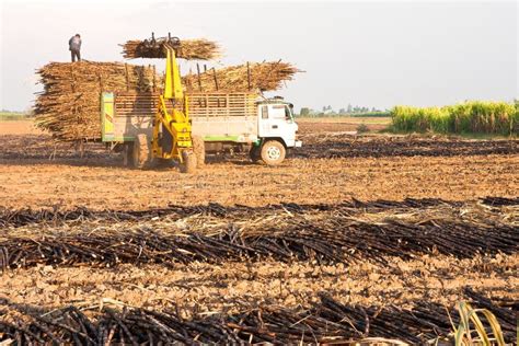 Sugar Cane Harvest Stock Image Image Of Cane Industry 8341875