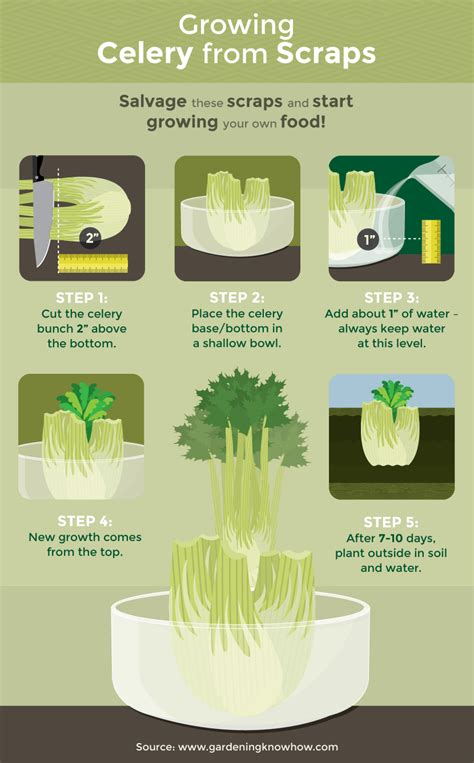 Along with pungent onions and sweet, earthy carrots, celery's slight bitter edge forms the backbone of at least half the dishes in the western repertoire. Regrow Vegetables From Scraps | Fix.com