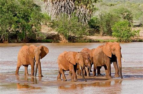 Tsavo East National Park Kenya Safari Guide