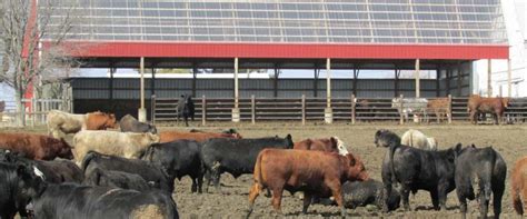 Cattle Sheds And Livestock Barns In Iowa And Illinois Greiner Buildings