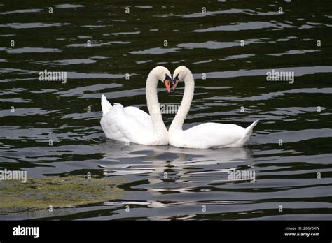 Swans Making A Heart Shape Stock Photo Alamy