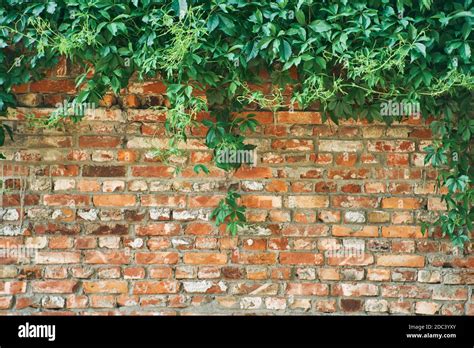 Creeper Plant On Concrete Wall Hi Res Stock Photography And Images Alamy