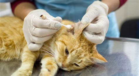 Cat Ear Mites Symptoms And Treatment 2024 Patz Meow