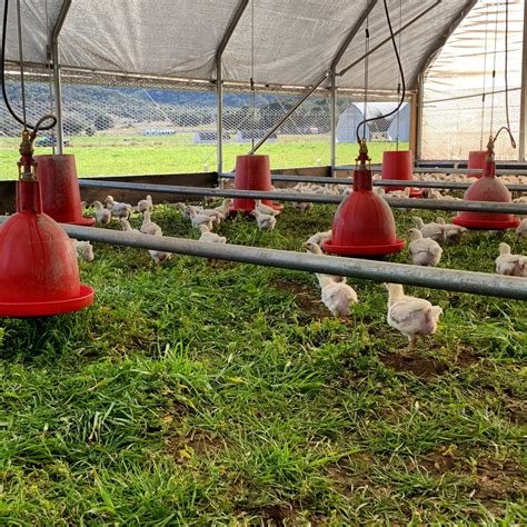 Pasturebird Pasture Raised Poultry