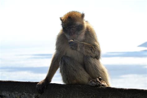 Barbary Ape Monkey Rock Gibraltar Animal Wildlife Animals In The