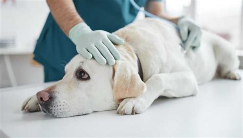 Bile Duct Cancer In Dogs Causes Symptoms And Treatment