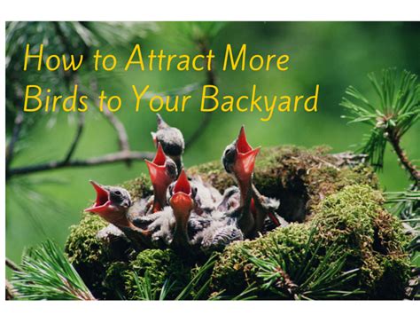A birdbath or garden pond is the perfect place for animals to bathe and drink water. 5 Ways You Can Attract More Birds to Your Backyard