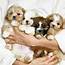 Morkie Puppy  IHeartTeacups