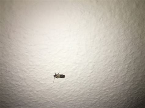 Sollte der befall aber eher schlimm sein, dann ist das spezielle genau richtig für dich. Ungeziefer in künftiger Mietwohnung? (Wohnung, Insekten ...