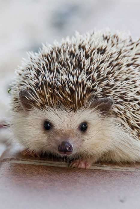 Hedgehogs Pics That Are So Adorable Theyll Melt Your Heart