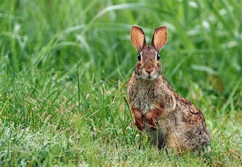 Eastern Cottontail Rabbit Facts Pictures Behavior And Habitat Pet Keen