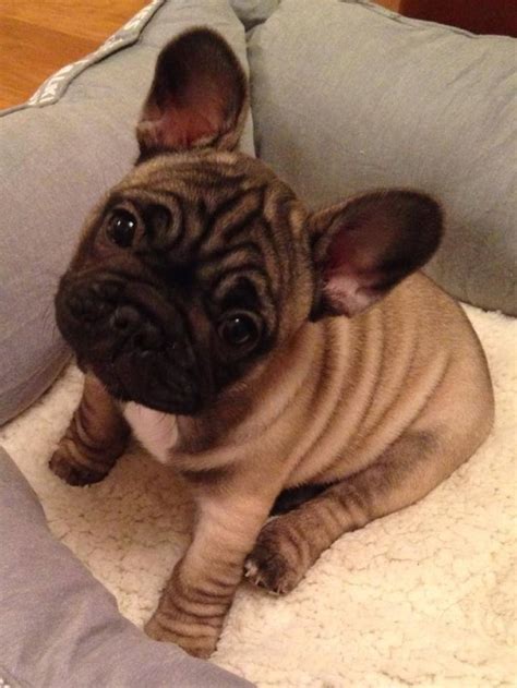 35 Ridiculously Wrinkly Dogs Whose Squishy Little Faces