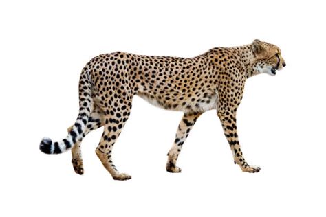 1300 Cheetah Side View Stock Photos Pictures And Royalty Free Images