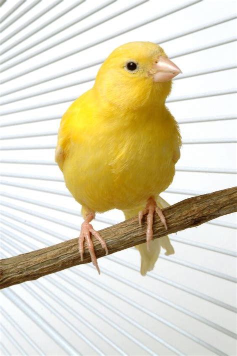 Border Fancy Canary Bird Breed Information And Pictures Petguide
